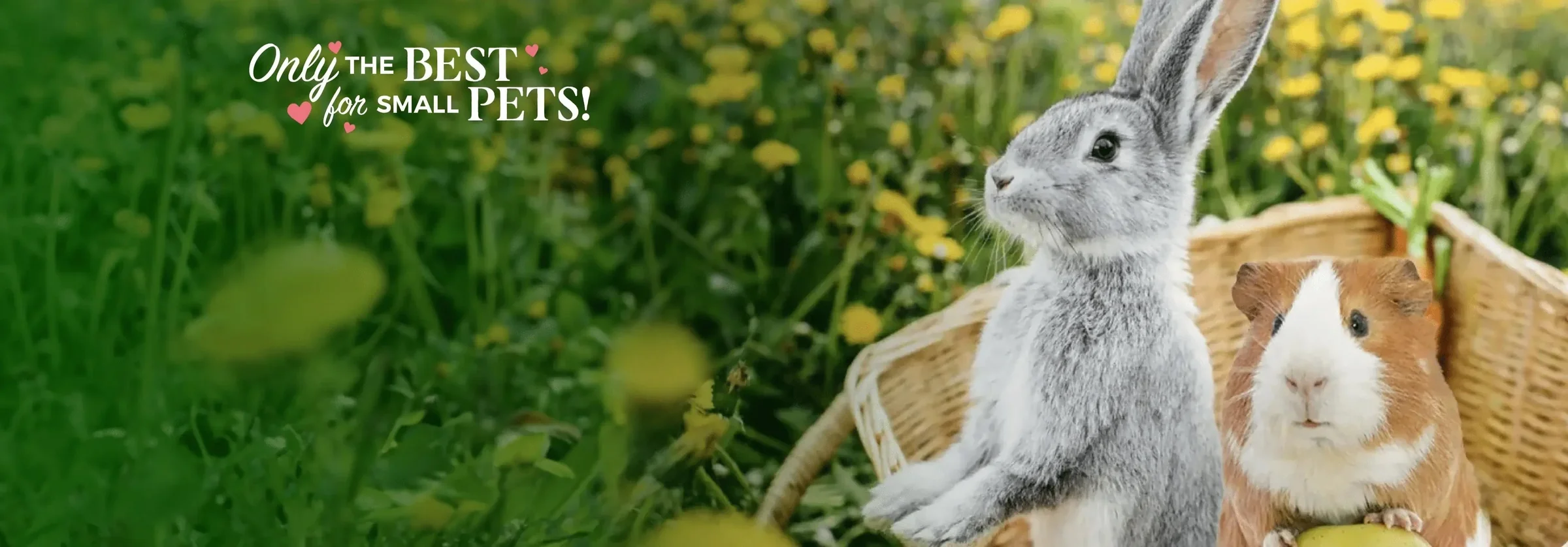 Freshness Your Small Pets Crave